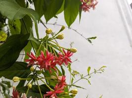 un cerca arriba de combretum indicum flor foto