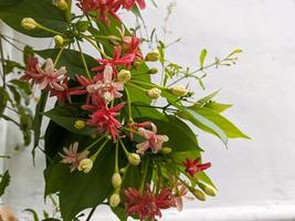 A close up of Combretum indicum flower photo