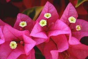 Blossom pink flowers. photo