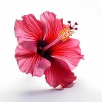 Hibiscus flower isolated. Illustration photo