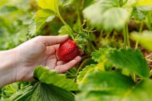 Gardening and agriculture concept. Woman farm worker hand harvesting red ripe strawberry in garden. Woman picking strawberries berry fruit in field farm. Eco healthy organic home grown food concept. photo