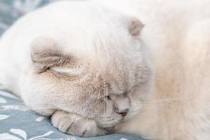 Funny short haired domestic white British cat sleeping indoor at home. Kitten resting and relax on blue sofa. Pet care and animals concept. photo