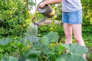 Gardening agriculture concept. Gardener hands holding watering can and watering irrigating plant. Woman gardening in garden. Home grown organic food. Local garden produce clean vegetables. photo