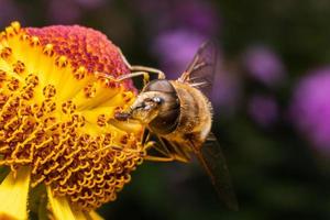abeja melífera cubierta con néctar de bebida de polen amarillo, flor polinizadora. primavera floral natural inspiradora o fondo de jardín floreciente de verano. vida de los insectos, enfoque selectivo de primer plano macro extremo foto