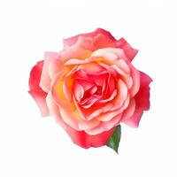 Rosa flor aislado. ilustración ai generativo foto