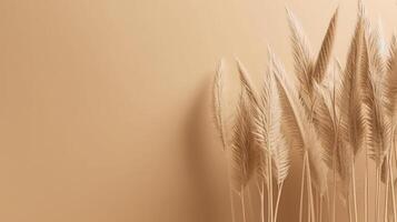 Pampas grass Minimalist Background. Illustration photo