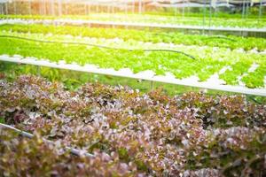 vegetables from hydroponic farms fresh butterhead lettuce and red oak lettuce growing in the basket, organic health food nature leaf photo