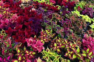 vistoso planta árbol hermosa planta en maceta, coleo muchos tipos rojo verde púrpura y rosado hojas de el coleo planta, plectranthus scutellarioides foto