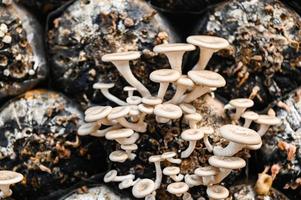 mushroom farm with fresh mushroom growing on mushroom spawn - Lentinus squarrosulus photo