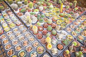 Cactus garden , Cactus pot decorate in the garden, beautiful cactus farm and succulent plants garden in greenhouse photo