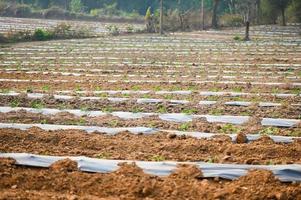 planting watermelon on field with watermelon plant tree on ground agriculture garden watermelon farm with leaf tree plant small on land farmers field with growing in rows green organic photo