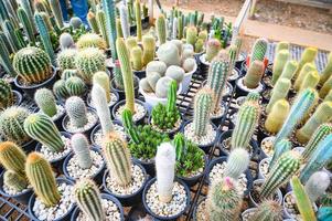Cactus garden , Cactus pot decorate in the garden, beautiful cactus farm in greenhouse photo