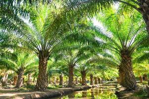 Palm tree in the palm garden with beautiful palm leaves nature and sunlight morning sun, palm oil plantation growing up farming for agriculture Asia photo