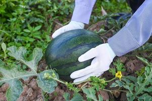 watermelon in watermelon field - fresh watermelon fruit on hand agriculture garden watermelon farm with leaf tree plant, harvesting watermelons in the field photo