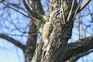 Phellinus pomaceus fungus - bracket fungus on tree trunk photo