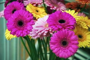 Gerberas in a vase - bouquet of flowers in the interior photo