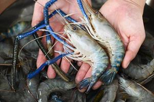 fresh shrimp prawns for cooking seafood food in the kitchen or buy shrimps on shop at the seafood market, white shrimp raw shrimps on hand washing shrimp on bowl photo