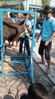 gresik, indonesia, june 2022 - people who are working together to carry out qurbani during Eid al-Adha photo