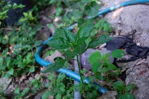 chili plants that grow wild photo