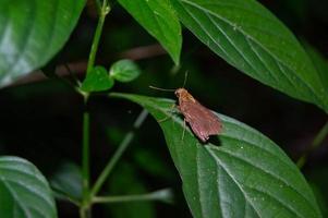 small brown butterfly perched on a leaf photo