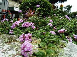 Lantana montevidensis flowers bloom in the rainy season photo