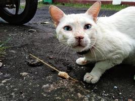 blanco gato con azul ojos foto