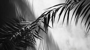 Palm leaves shadow. Illustration photo