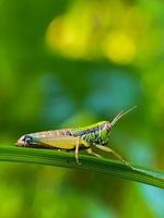 Photo of green grasshopper on a branch