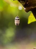 Beautiful little cocoon picture photo