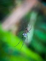 Photo of a small spider catching prey