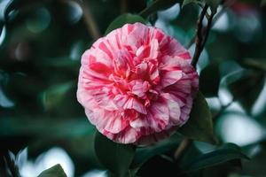 Camellia flower - peony form informal double flower with stripes and spots photo