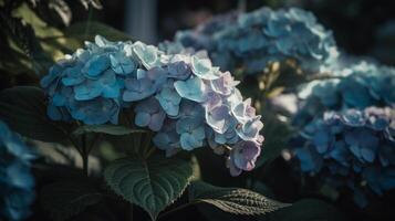 Hydrangea flower background. Illustration photo