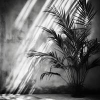 Palm leaves shadow. Illustration photo