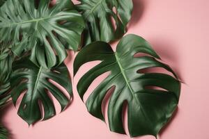 Natural monstera leaves background. Illustration photo