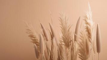 Pampas grass Minimalist Background. Illustration photo