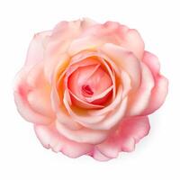 Rose flower isolated on white. Illustration photo