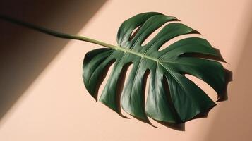 Monstera leaf. Shadow background. Illustration photo