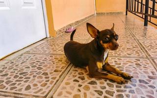 Russian toy terrier dog portrait looking playful and cute Mexico. photo