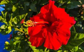 Red beautiful hibiscus flower shrub tree plant in Mexico. photo