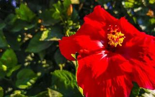 Red beautiful hibiscus flower shrub tree plant in Mexico. photo