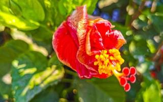 Red beautiful hibiscus flower shrub tree plant in Mexico. photo