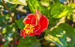 Red beautiful hibiscus flower shrub tree plant in Mexico. photo