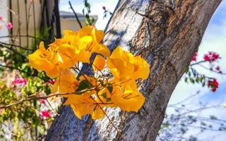 Bougainvillea orange yellow flowers blossoms in Puerto Escondido Mexico. photo