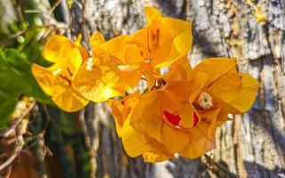 Bougainvillea orange yellow flowers blossoms in Puerto Escondido Mexico. photo