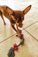 Russian toy terrier dog portrait looking playful and cute Mexico. photo