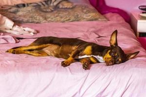 Russian toy terrier dog portrait while tired and sleeps Mexico. photo