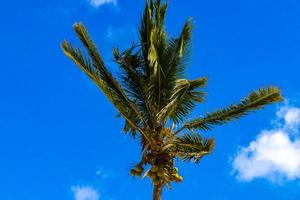 Tropical natural palm tree palms blue sky in Mexico. photo