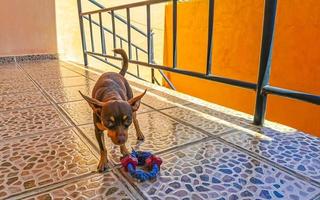 Russian toy terrier dog portrait looking playful and cute Mexico. photo