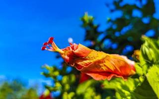 Red beautiful hibiscus flower shrub tree plant in Mexico. photo