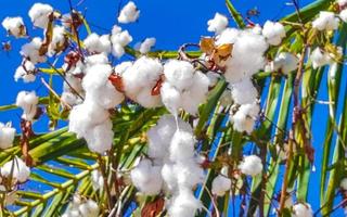 blanco algodón en árbol o planta en puerto escondido México. foto